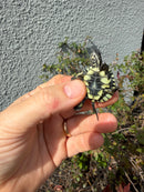 West Coast Pond Turtle Baby