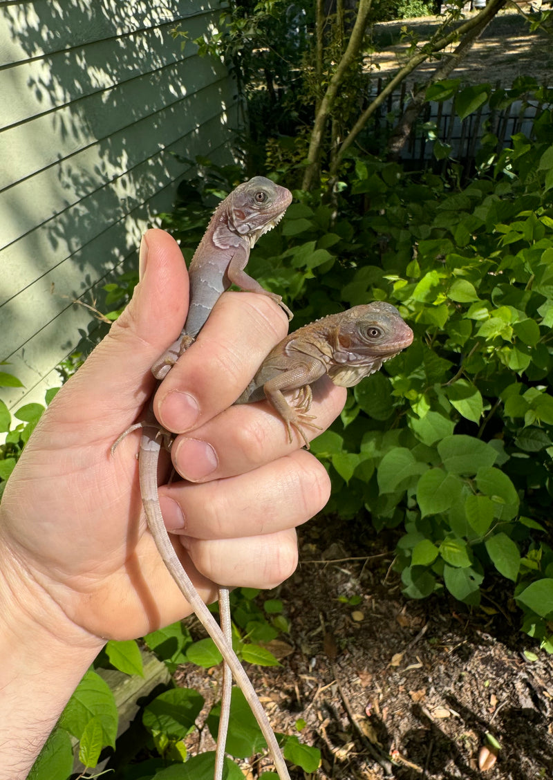 Purple Translucent Iguana Babies (Iguana iguana)
