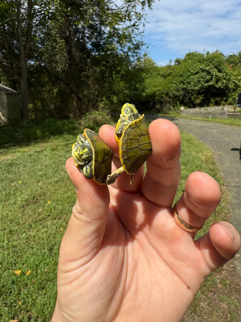 Green Ghost Penninsula Cooter Turtle Babies (Pseudemys peninsularis)
