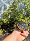 Southern Painted Turtle Adult Female