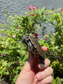 Balkan Pond Turtle Adult Male