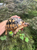 Libyan Greek Tortoise Adult Female