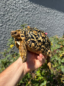 Leopard Tortoise Sub Adult Male