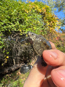 Hi White Concentric Diamondback Terrapin 2025