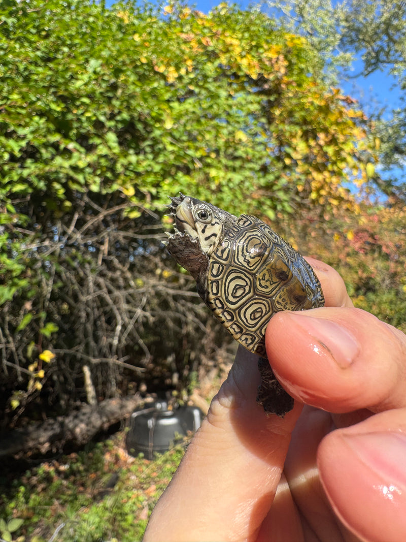 Hi White Concentric Diamondback Terrapin 2025