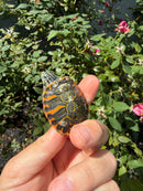 Flame Pastel Clown Northern Red Bellied Turtle