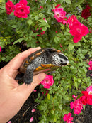 Adult Mississippi  Diamondback Terrapin Male