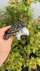 Ornate Diamondback Terrapin Female
