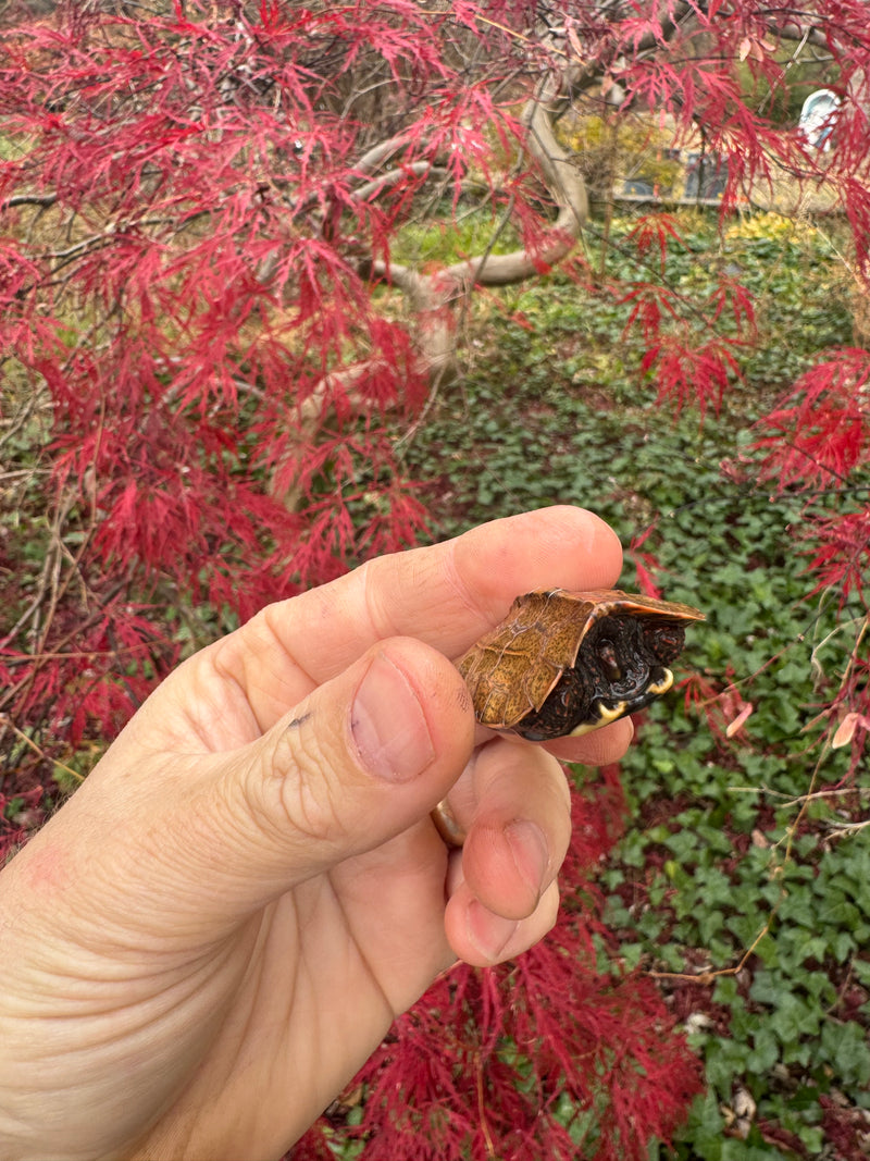 Hi Orange Vietnamese Black Breasted Leaf Turtle Baby 2025