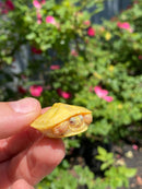 Albino Yellow Bellied Slider Turtle Female