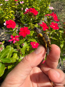 Hi Color Yellow Baby Eastern Box Turtle