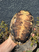 Reeves Turtles Adult Pair
