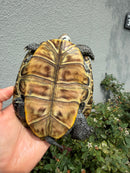 Concentric Diamondback Terrapin Adult Female