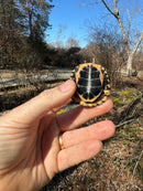Spotted Turtle 2023 Female