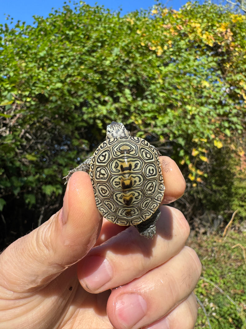 Hi White Concentric Diamondback Terrapin 2025