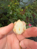 Albino Mississippi Map Turtle Baby