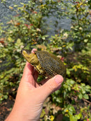 Sicilian Pond Turtle Adult Pair