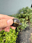 Pastel  Southern Painted Turtle 2026