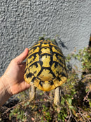 Eastern Hermann's Tortoise Adult Female
