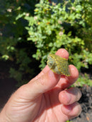 Mitch Clown Red Eared Slider Turtle