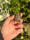 Keeled Box Turtle Baby