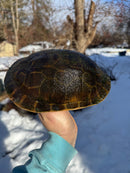 Florida Chicken Turtle CB  Adult Female