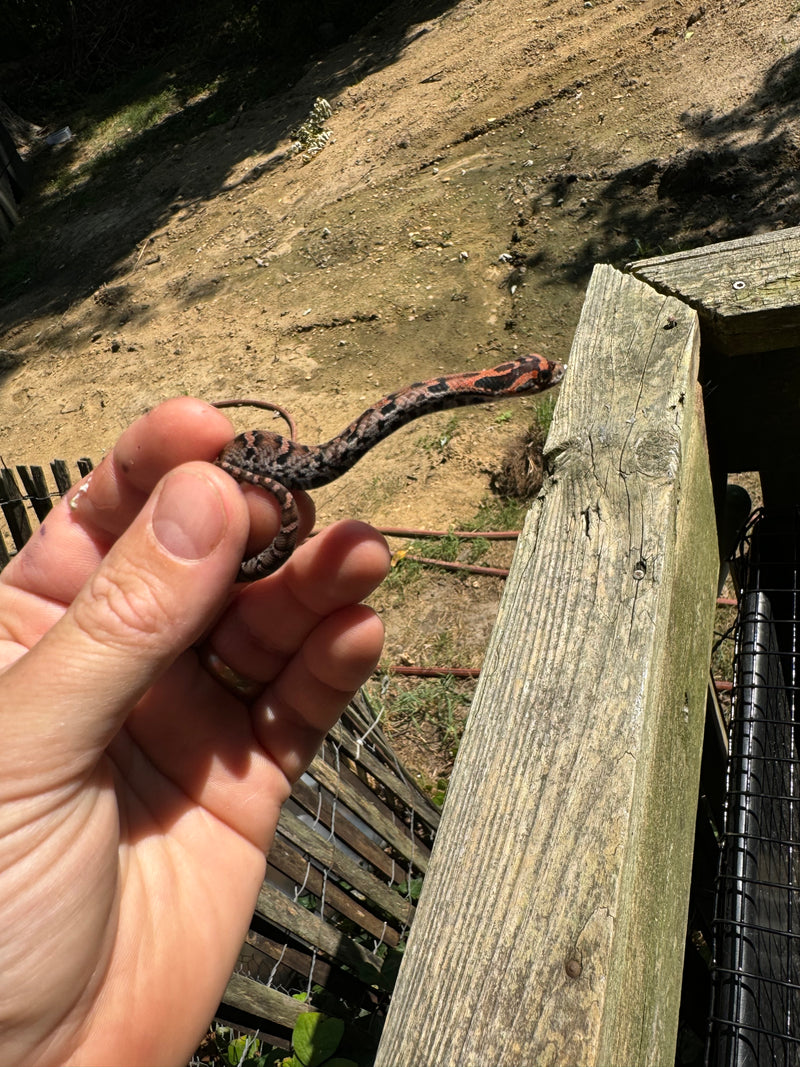 Red Eastern Hognose Snake 2024 Female