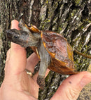 Spiny Hill Turtle CB 2024