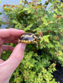Spider Tortoise Baby