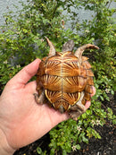 Spiny Hill Turtle CB 2025