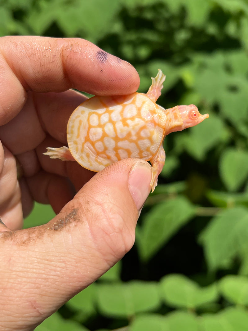 Albino Florida Softshell 2024