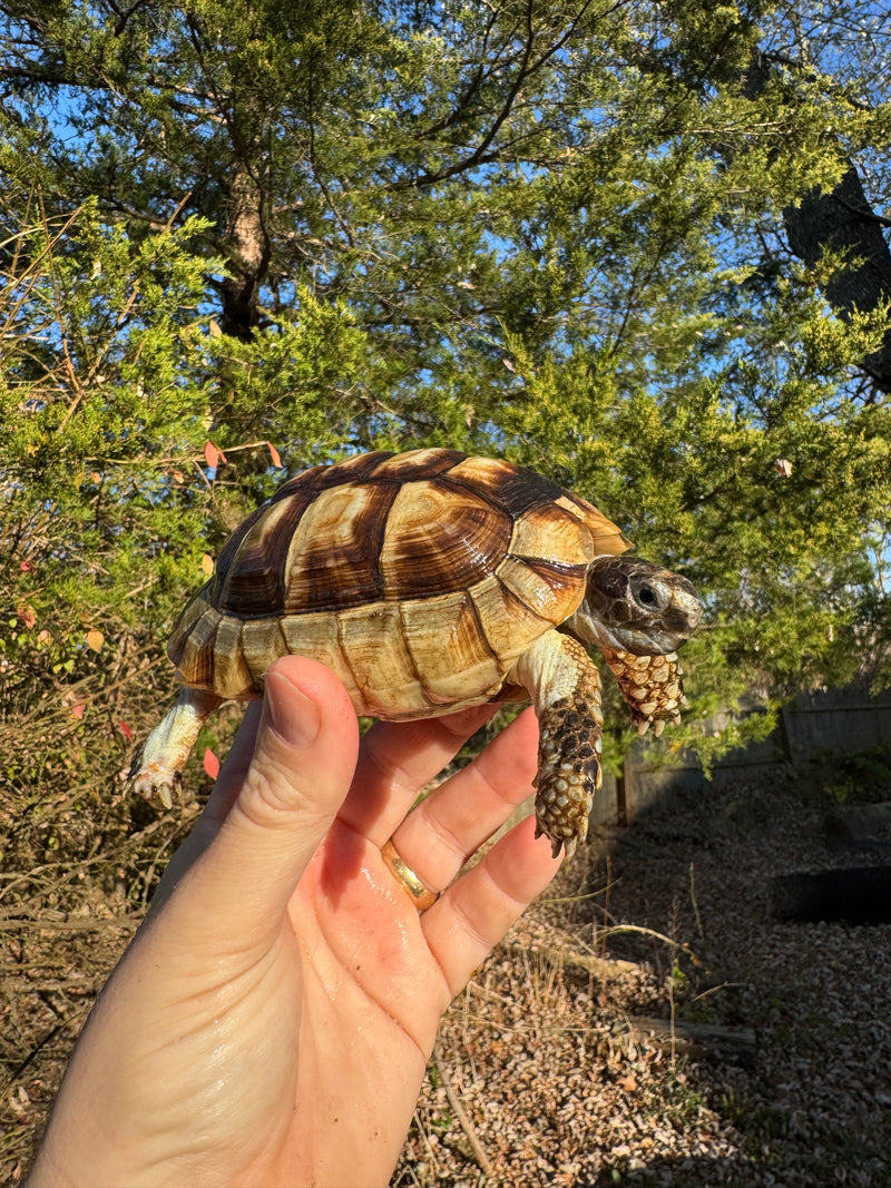 Marginated Tortoise Female