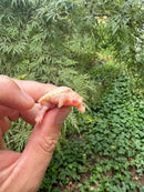 Baby Albino Common Snapping Turtle 2025 Pig Tail