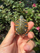 Flame Pastel Clown Northern Red Bellied Turtle