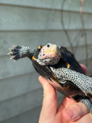 Ornate Diamondback Terrapin Female