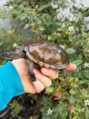 Franco-Italian Pond Turtle Adult Male