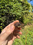 Hi Color Orange Baby Eastern Box Turtle