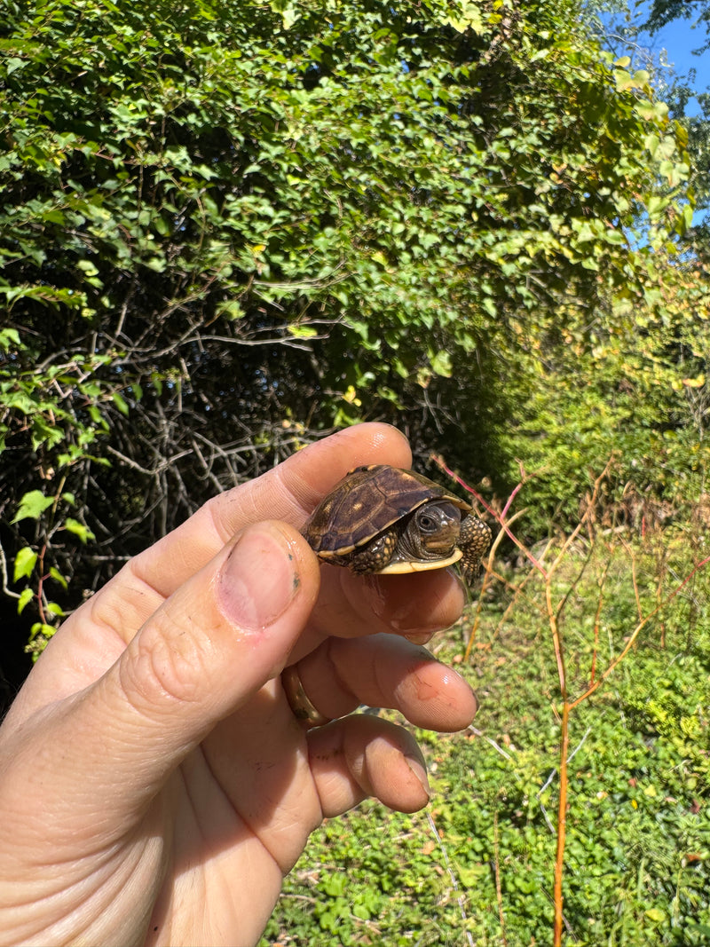 Hi Color Orange Baby Eastern Box Turtle