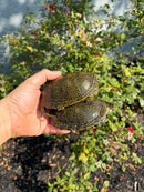 Sicilian Pond Turtle Adult Pair