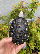 Ornate Diamondback Terrapin Male