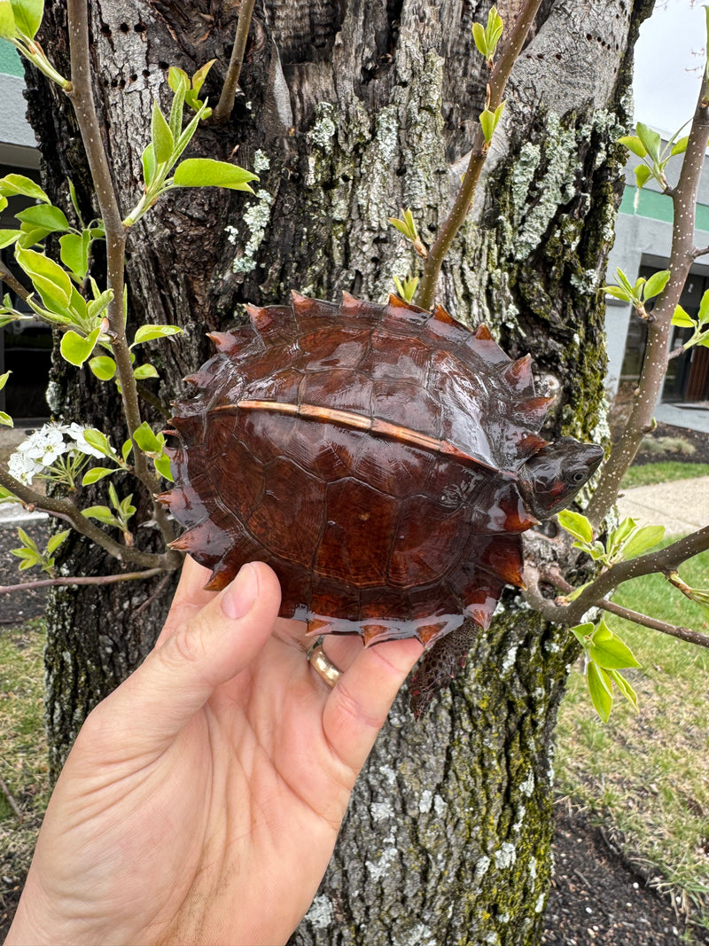 Spiny Hill Turtles For Sale | American Reptile Distributors