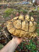 Leopard Tortoise Adult Male