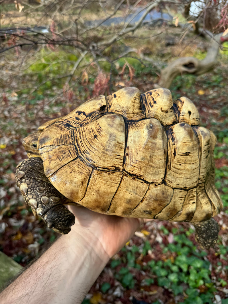 Leopard Tortoise Adult Male