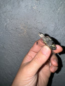 Hi White Concentric Diamondback Terrapin 2024