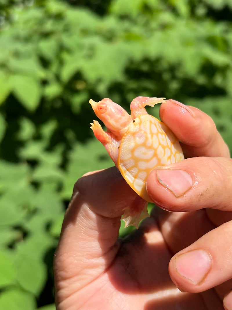 Albino Florida Softshell 2024