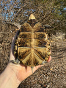 Florida Box Turtle Adult Female