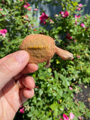 Hypo Peach Geoffroy's Sideneck Turtle