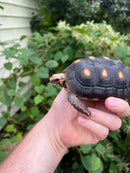 Colombian Clownface Redfoot Tortoise 2021