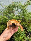 McCord's Box Turtle Adult Male