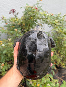 Adult Mississippi Diamondback Terrapin Female